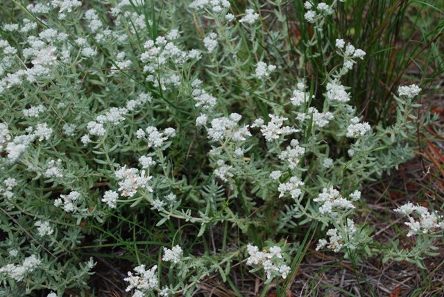 Teucrium capitatum